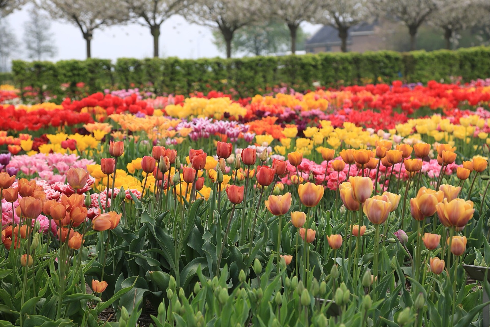 Hortus Bulborum, Castricum, regio 072