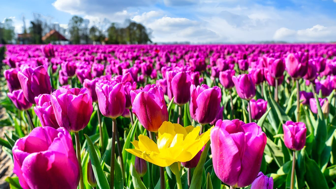 Limmen, Castricum, regio netnummer 072